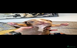 Olde English Bulldogge dogs for sale: Old English Bulldog Puppies - Image 32