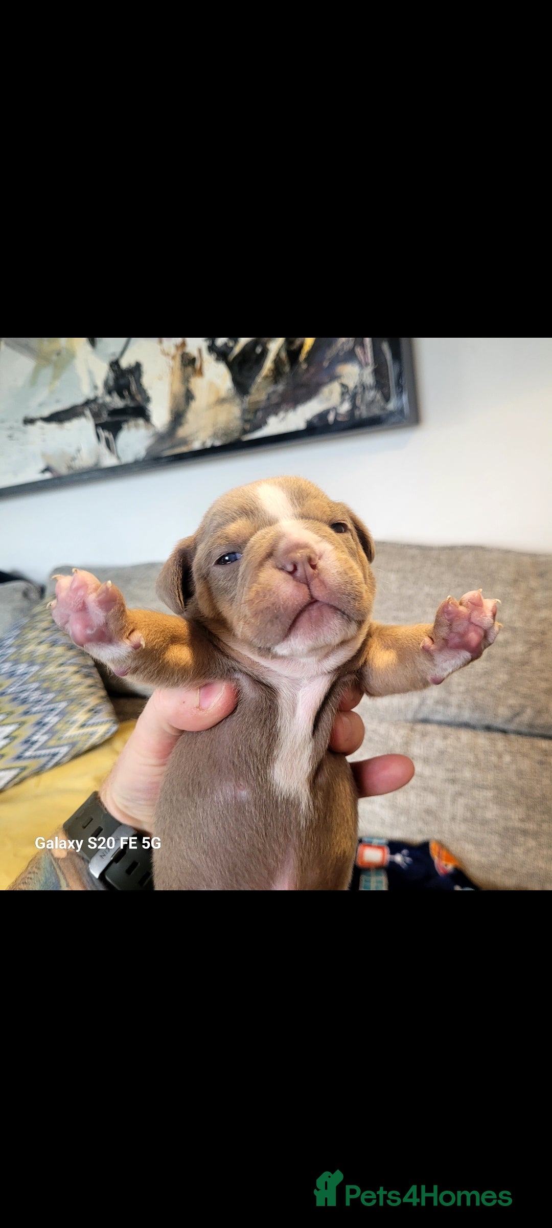 Olde English Bulldogge dogs for sale: Old English Bulldog Puppies - Image 32