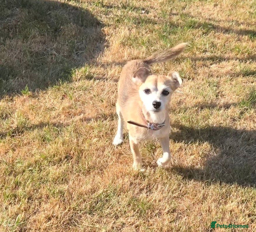 Mixed Breed dogs Chihuahua cross - Advert 1