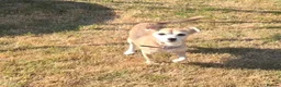 Mixed Breed dogs for sale: Chihuahua cross in Wolverhampton - Advert 1