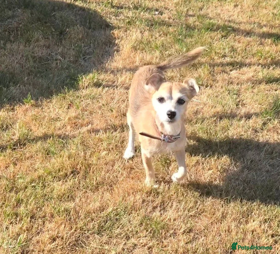 Mixed Breed dogs for sale: Chihuahua cross in Wolverhampton - Advert 1