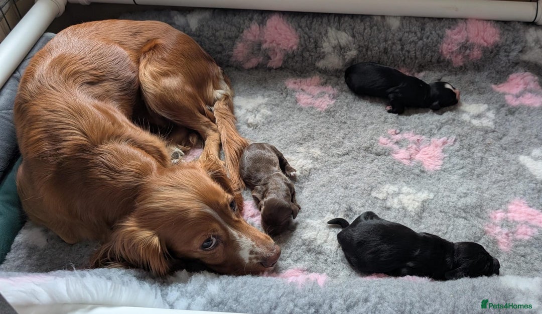 Cocker Spaniel dogs for sale: 🐾 KC Reg - Working Cocker spaniel DNA Tested 🧬 - Image 2