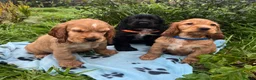 Cocker Spaniel dogs for sale: Stunning show type cocker spaniel puppies  - Advert 8