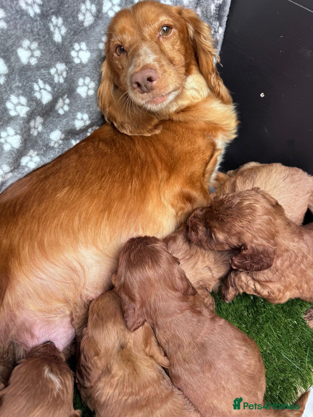 Cockapoo dogs for sale: Cockapoo puppy for sale 🐾🐶 - Image 6