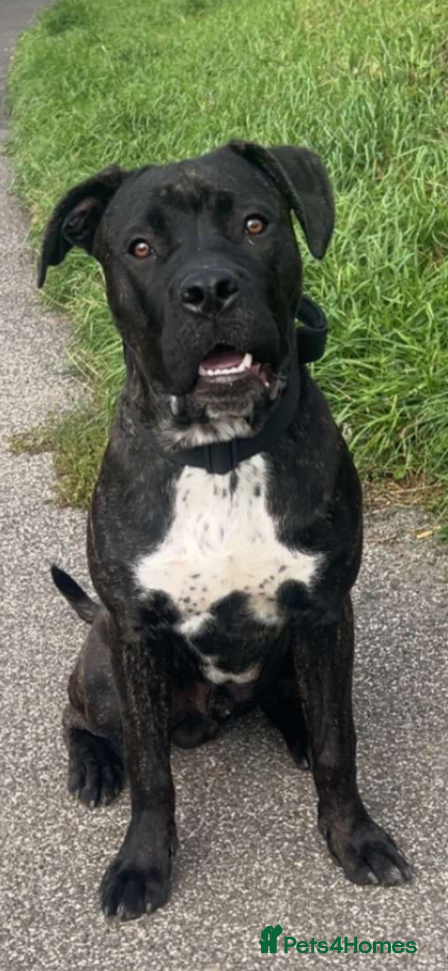 Cane Corso dogs Diesel  - Advert 2