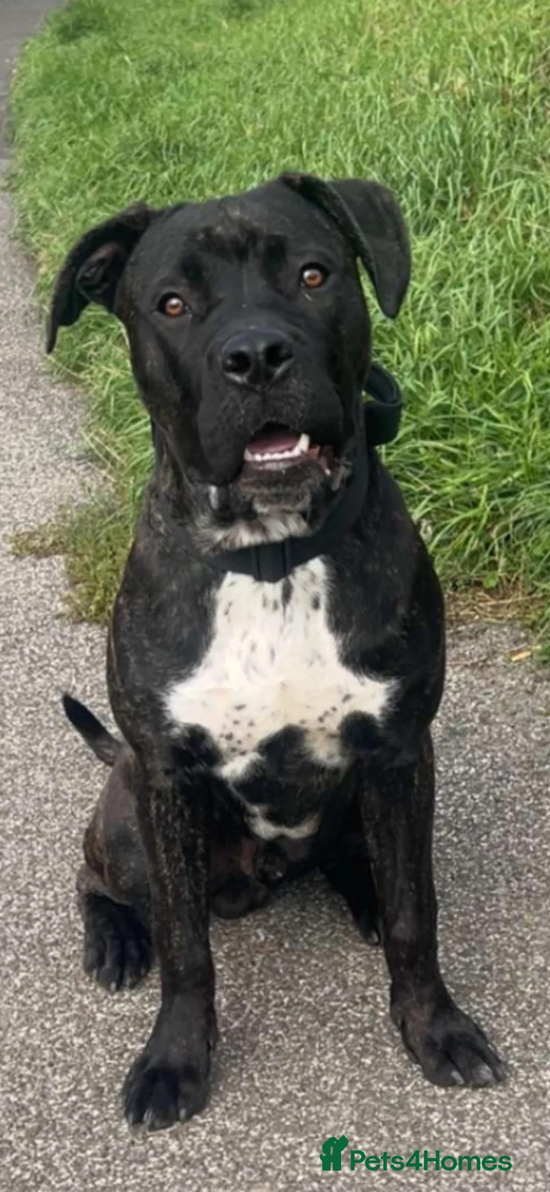Cane Corso dogs for sale: Diesel  in Dewsbury - Advert 1
