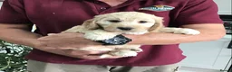 Cockapoo dogs for sale: Quality Healthy Mini Cockapoo Puppies - Advert 20