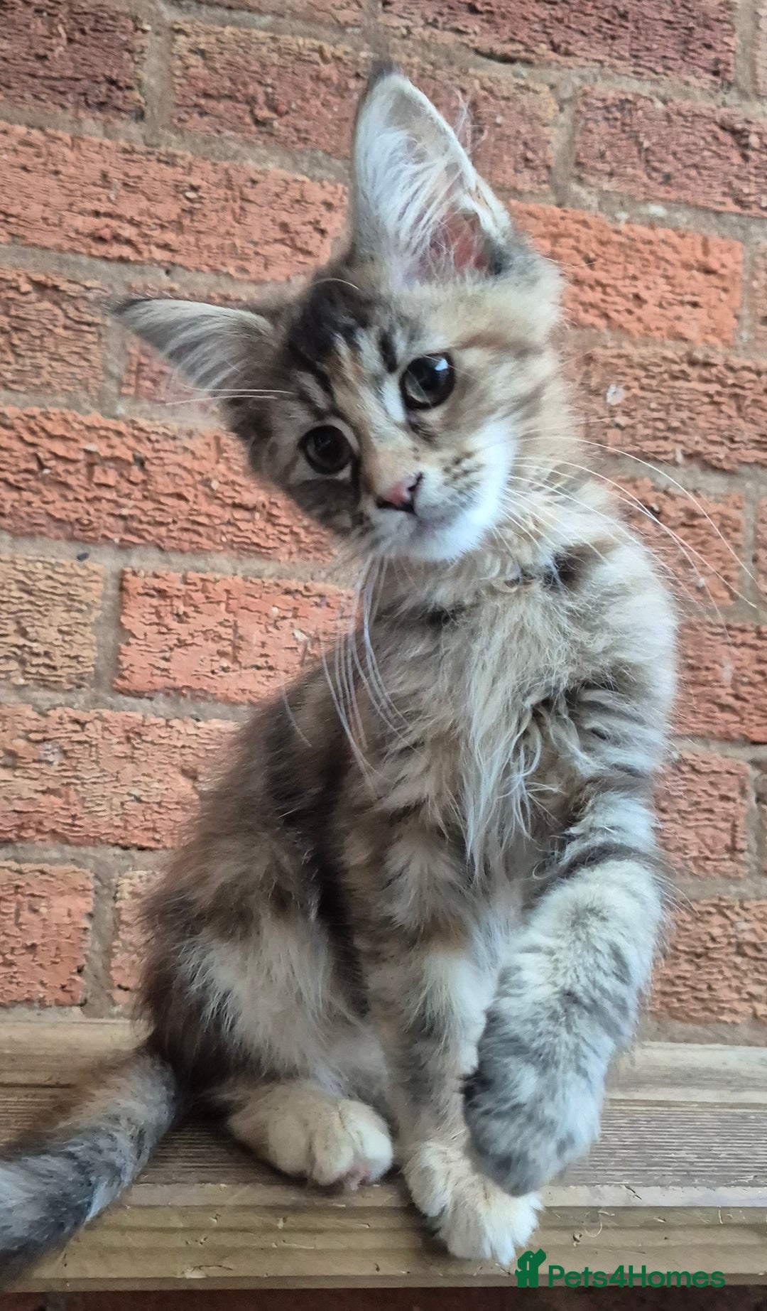 Maine Coon cats for sale: 2 Boys 3 girls Maine Coones kittens - Advert 31