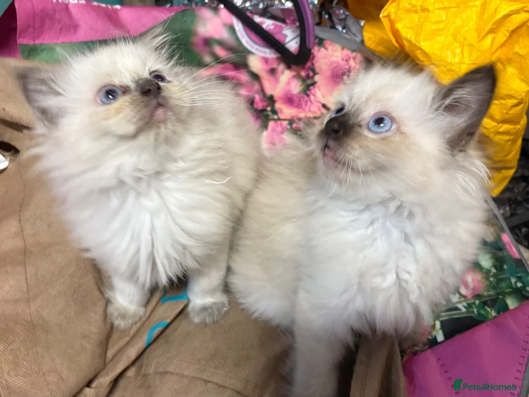 Ragdoll cats for sale: Male Ragdoll Kittens Ready Now - 2 Remaining  - Advert 1