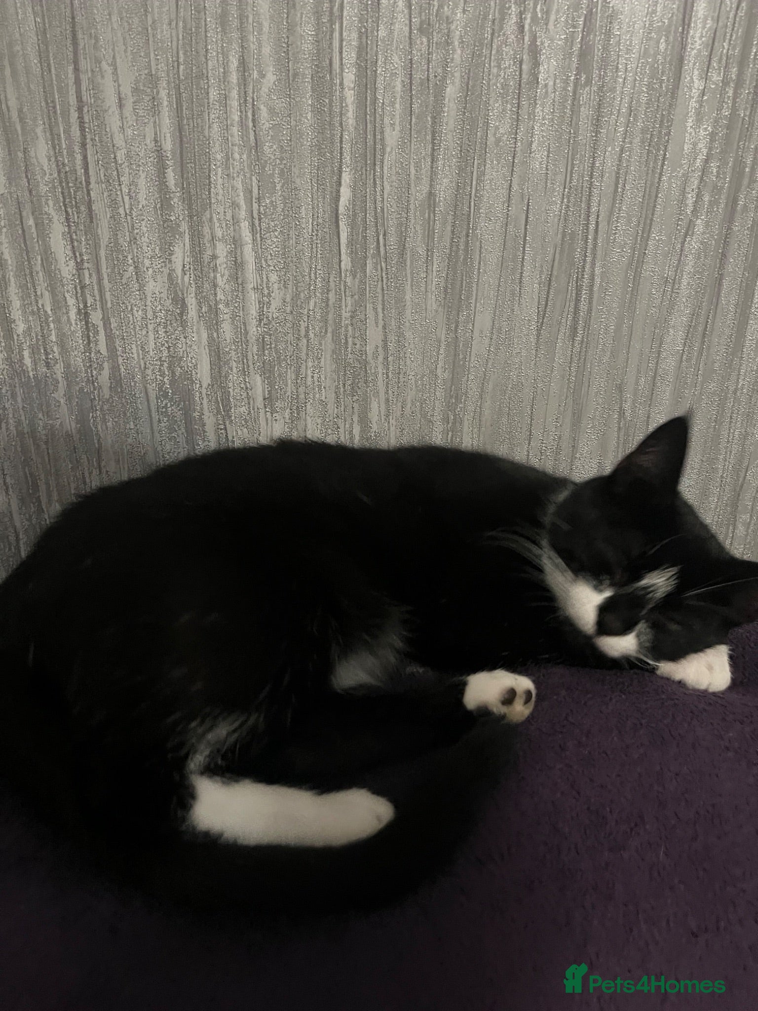 Mixed Breed cats Two beautiful female kittens - Advert 1