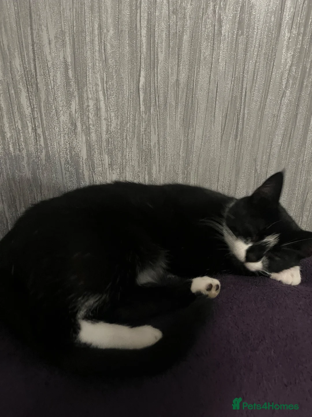 Mixed Breed cats for sale: Two beautiful female kittens in Rickmansworth - Advert 1