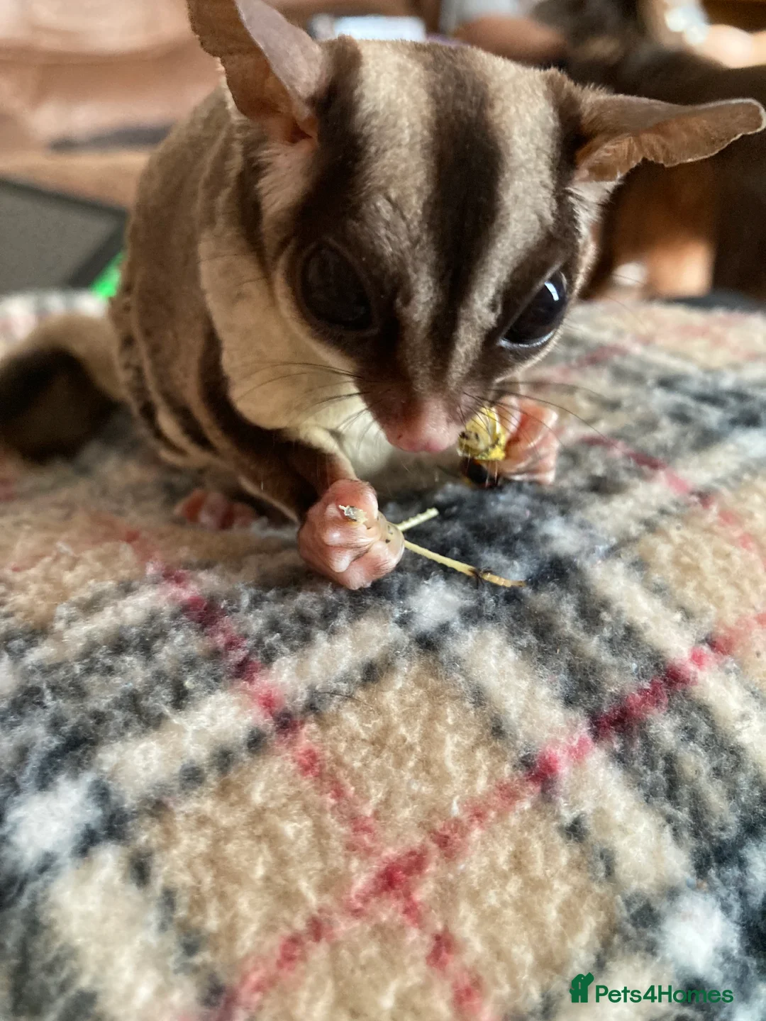Sugar Glider rodents for sale: 3 female sugar gliders and set up - Advert 19