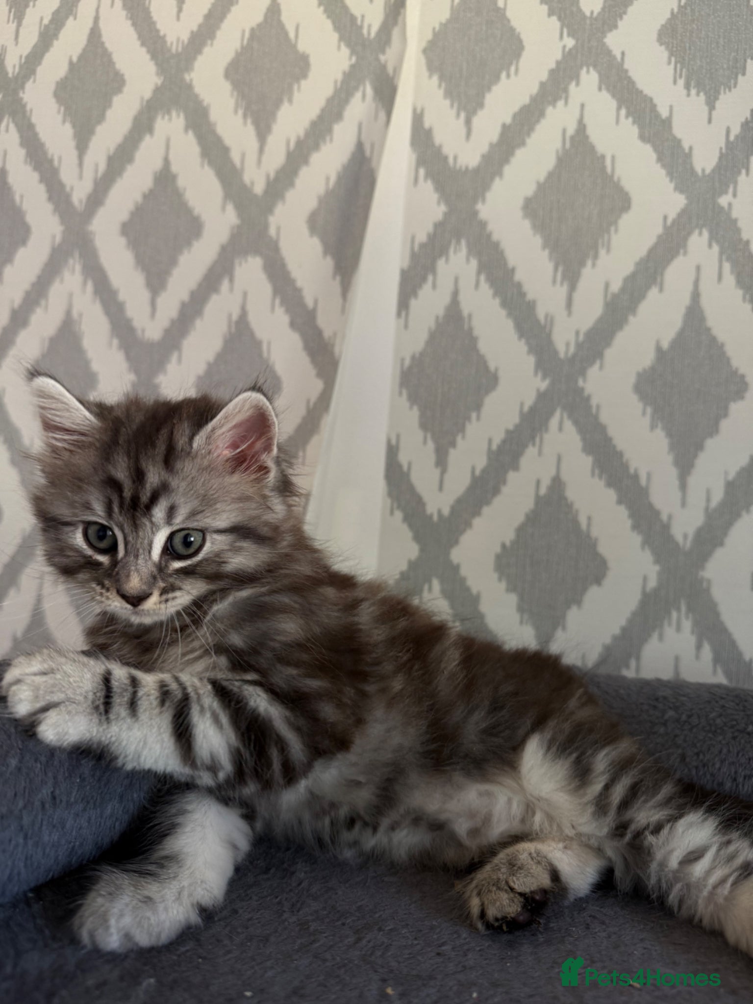 Maine Coon cats for sale:     🐾 Luxury Maine Coon x Siberian Kittens  - Advert 7