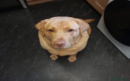 Labrador Retriever dogs for sale: Labrador  - Image 2