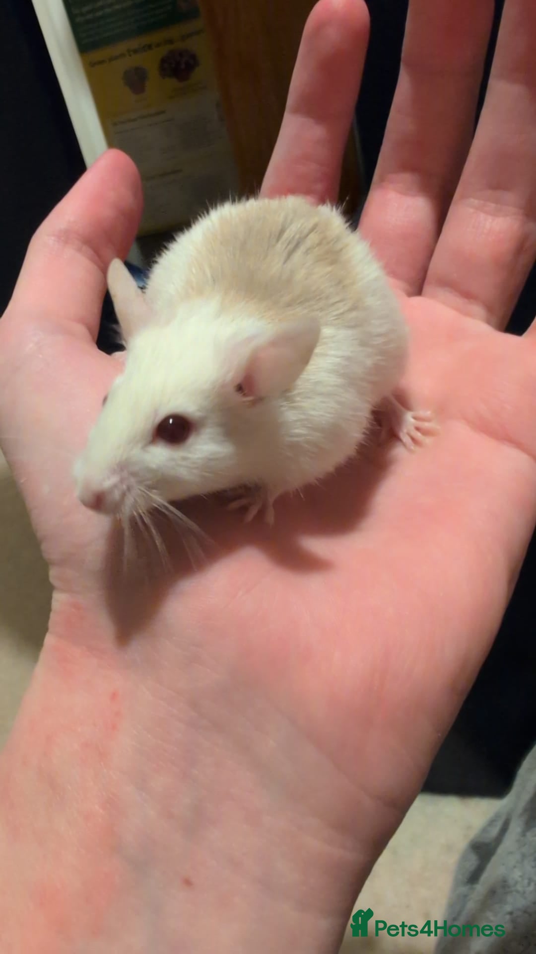 Mouse rodents for sale: Super tame handled African soft fur mice  - Image 9