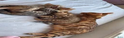 Bengal cats for sale: Beautiful Bengal Kittens🤎 in London - Advert 13