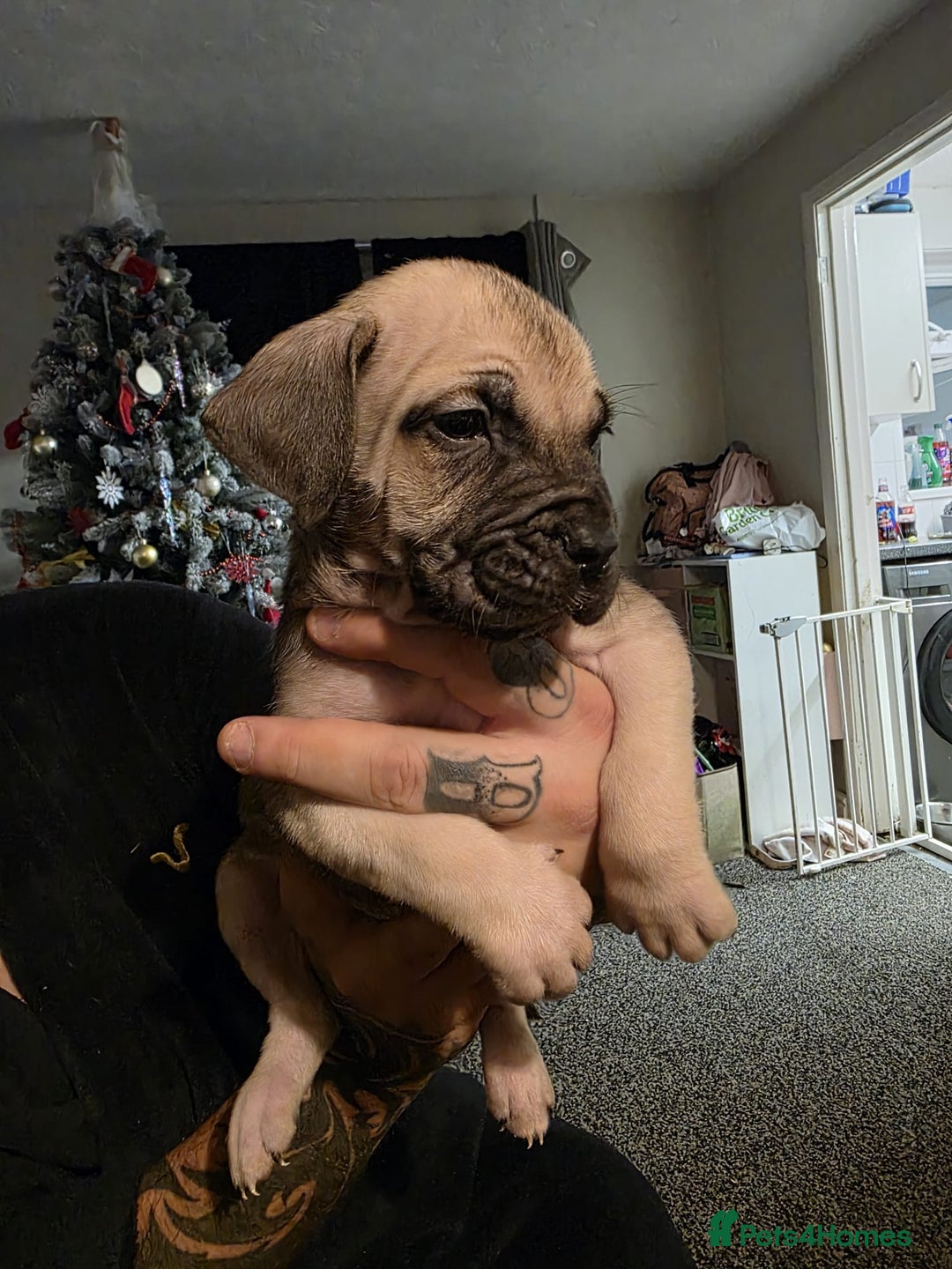 Cane Corso dogs for sale: Cane corso pups - Advert 10