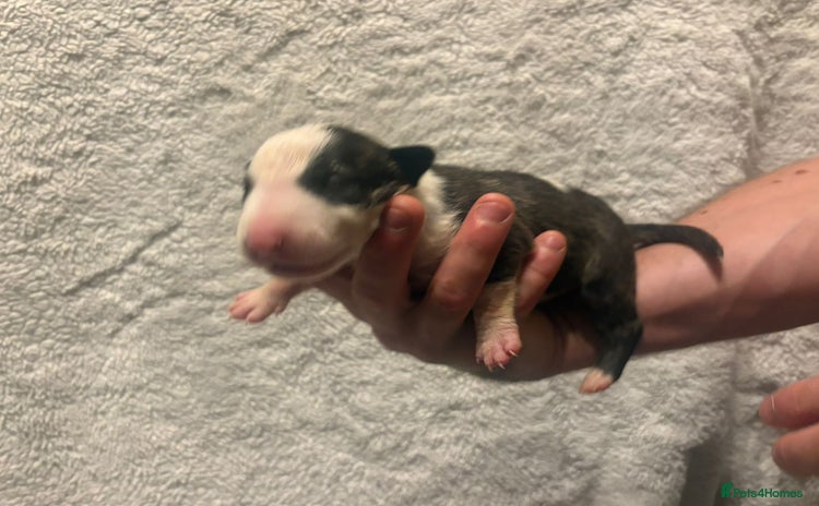 Bull Terrier dogs - Advert 1