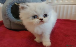 Persian cats for sale: White and chinchilla pure doll faced Persian  - Advert 3