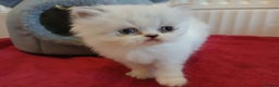 Persian cats for sale: White and smokey grey pure Persian  - Advert 1