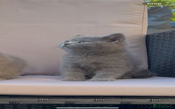 British Shorthair cats for sale: ☆READY NOW☆ {2 LOVELY BOYS} bsh kittens💙💙  - Image 12