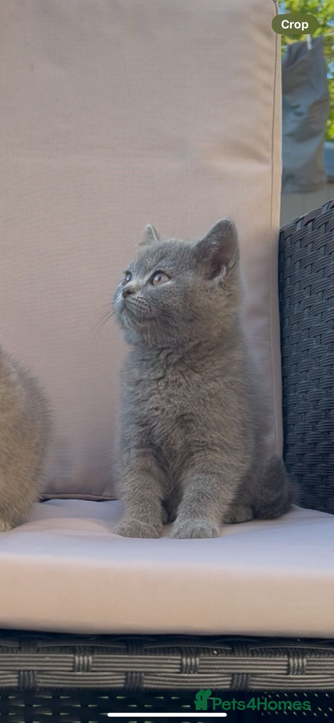 British Shorthair cats for sale: ☆READY NOW☆ {2 LOVELY BOYS} bsh kittens💙💙  - Image 12