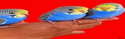 Budgerigars birds for sale: Super silly tame budgies  in Walsall - Advert 8