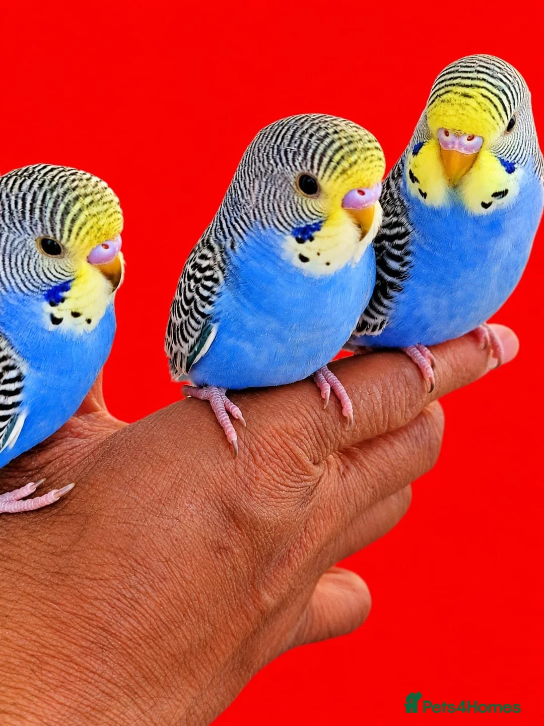 Budgerigars birds for sale: Super silly tame budgies  in Walsall - Advert 8