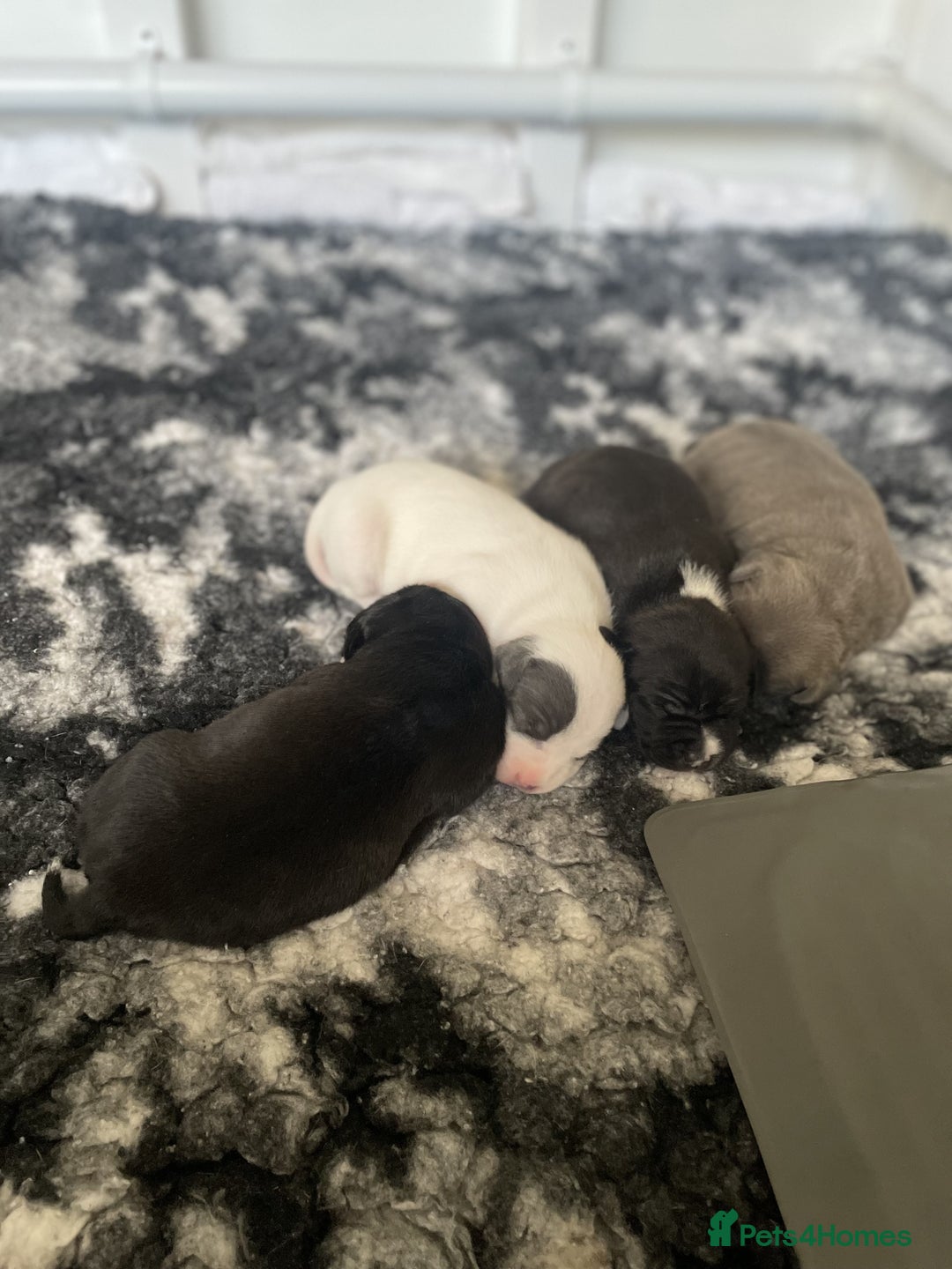 Staffordshire Bull Terrier dogs for sale: Beautiful KC Reg Staffordshire Bull Terrier Pups - Image 5