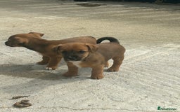 Jack Russell dogs for stud: Jack Russel stud - Image 3