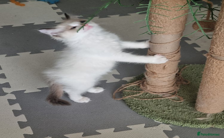 Ragdoll cats - Advert 5