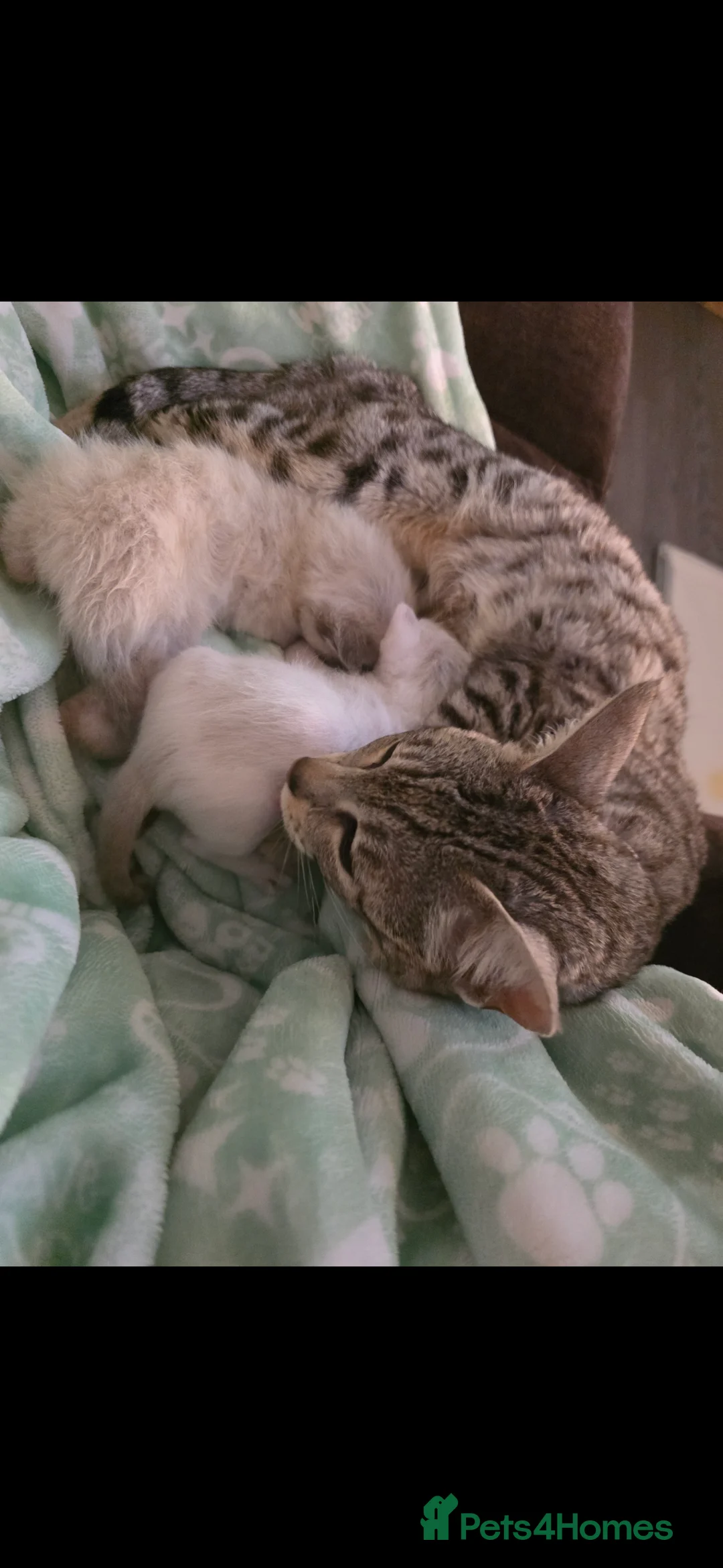 Bengal cats for sale: 2 bengal female kittens - Advert 2