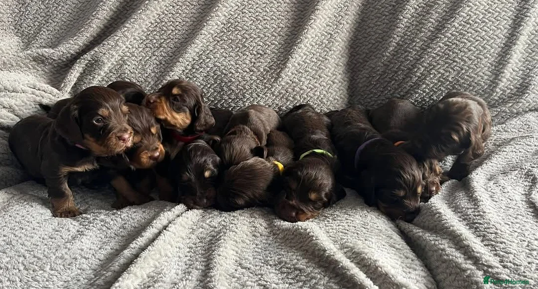 Cocker Spaniel dogs for stud: KC Working Cocker Spaniel Health tested in Ludlow - Advert 14