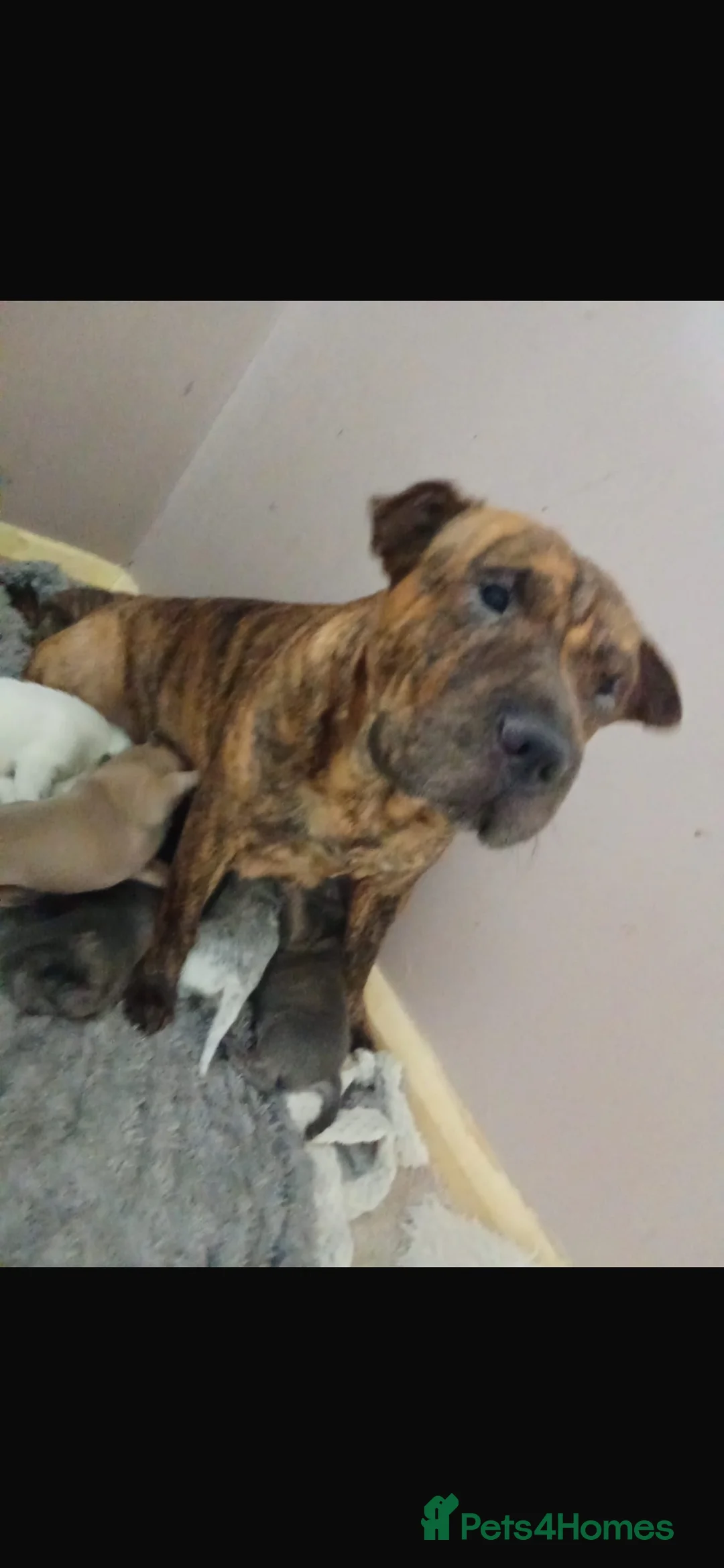 Mixed Breed dogs for sale: Sharpei X 25% Staffy in Shipley - Advert 1