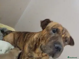Mixed Breed dogs Sharpei X 25% Staffy - Advert 10