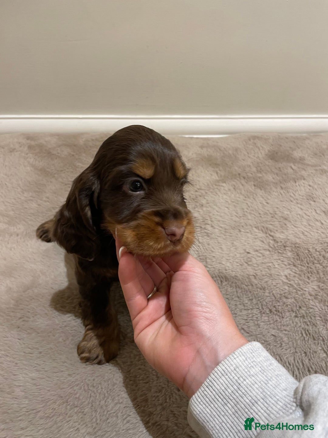 Cocker Spaniel dogs for sale: 6 gorgeous cocker spaniel puppies  - Image 15