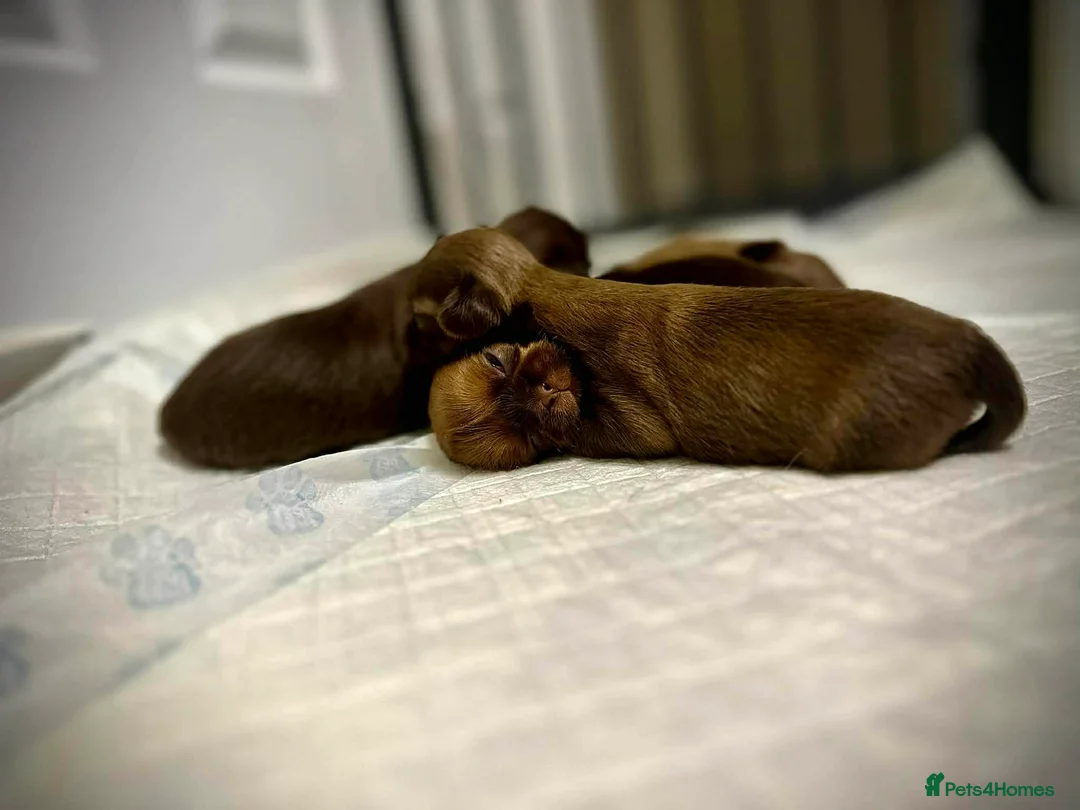 Shih Tzu dogs for sale: Beautiful Karashishi Imperial Shih Tzu Puppies  - Advert 5