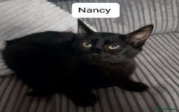 Mixed Breed cats for sale: Ready for their forever home - Image 1