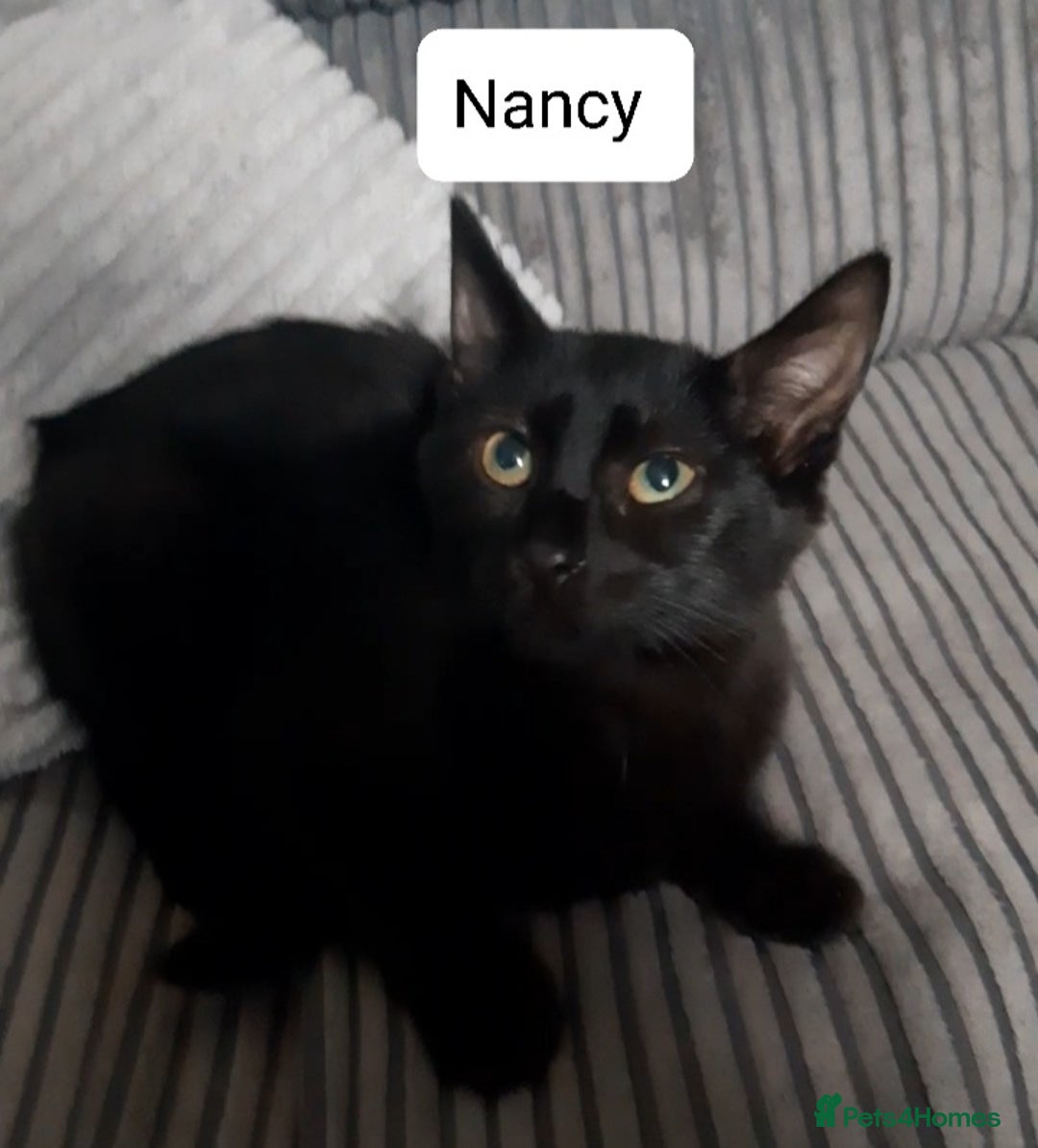 Mixed Breed cats for sale: Ready for their forever home - Image 1