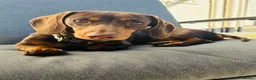 Miniature Dachshund dogs for sale: Gorgeous little girl in Lechlade - Advert 1