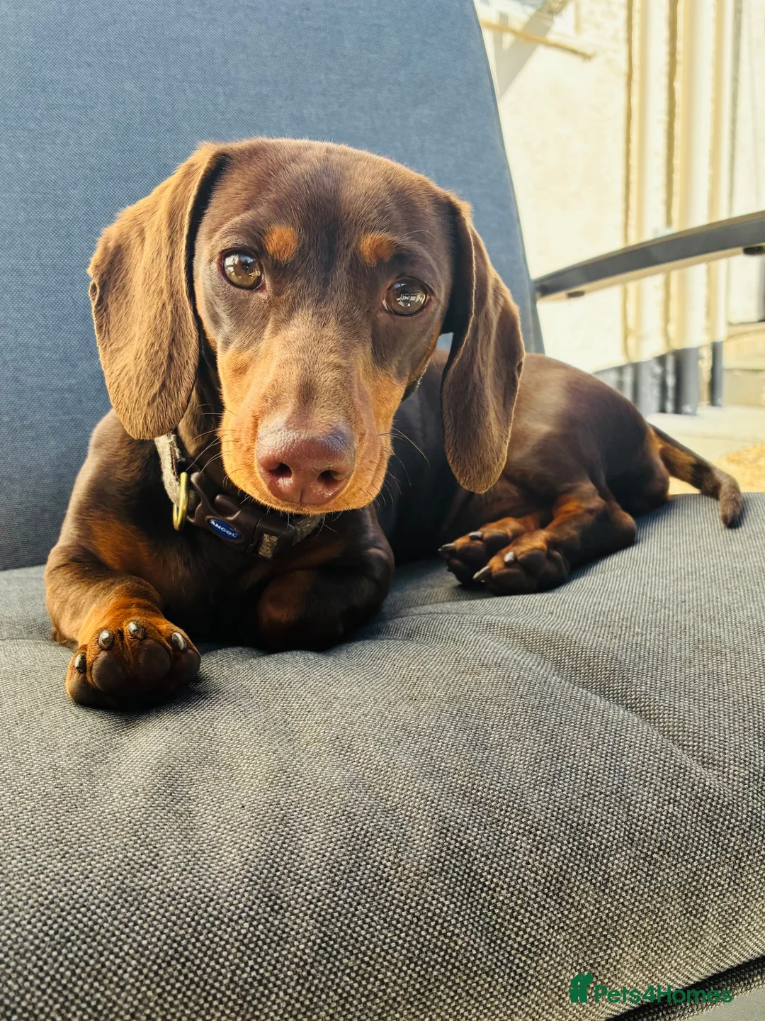 Miniature Dachshund dogs for sale: Gorgeous little girl in Lechlade - Advert 1