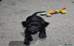 Cocker Spaniel dogs for sale: 6 week old cocker spaniel puppies  - Image 8