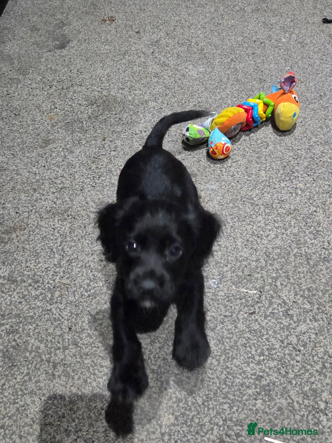 Cocker Spaniel dogs for sale: 6 week old cocker spaniel puppies  - Image 8