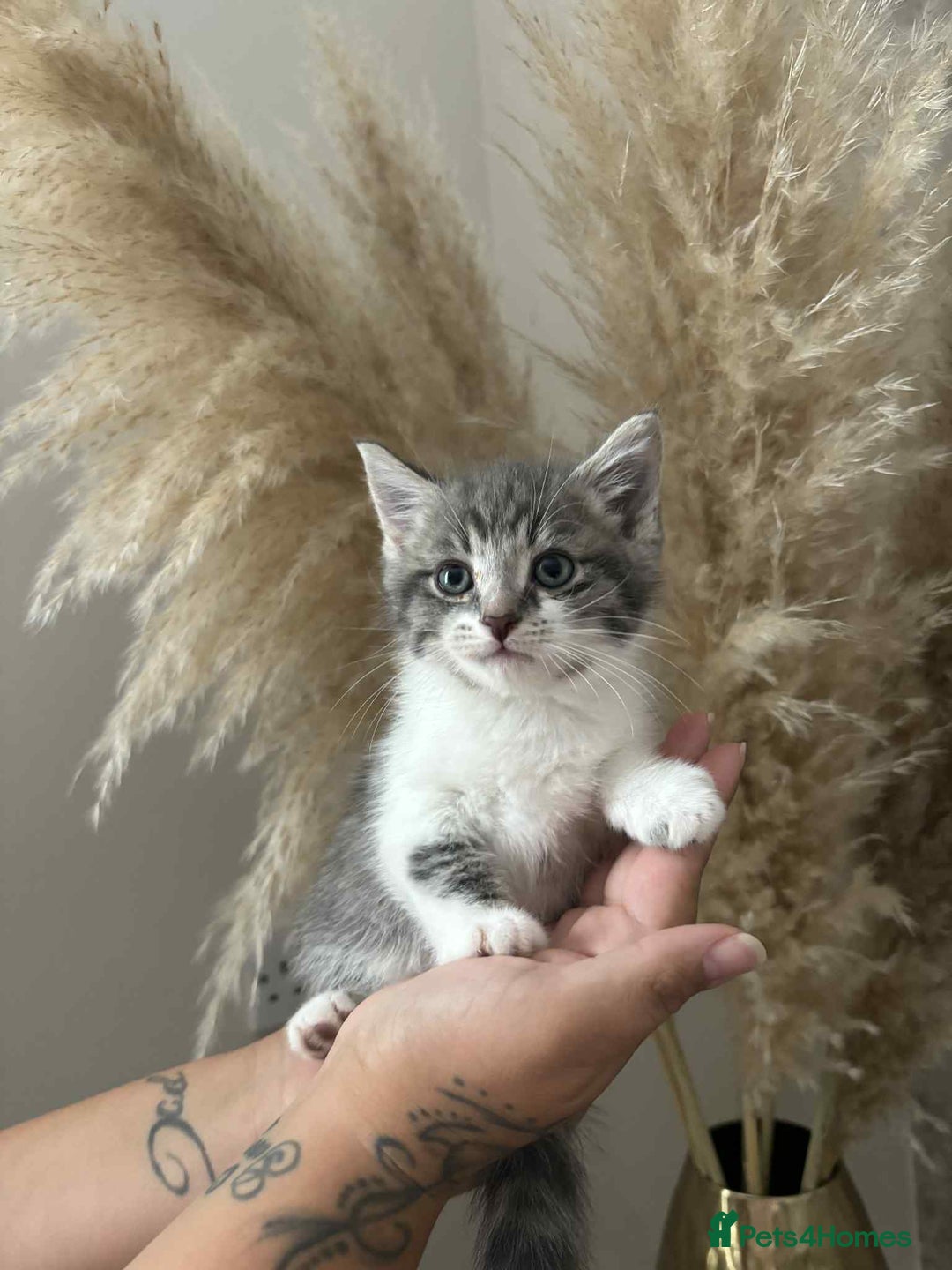 Mixed Breed cats for sale: Beautiful kittens available now  - Image 4