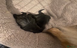 Mixed Breed dogs for sale: Chowbull pups for sale - Image 4