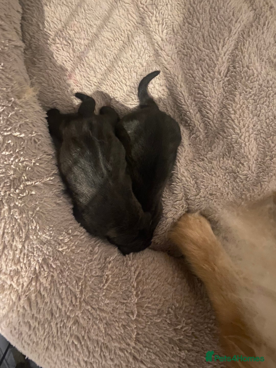 Mixed Breed dogs for sale: Chowbull pups for sale - Image 4