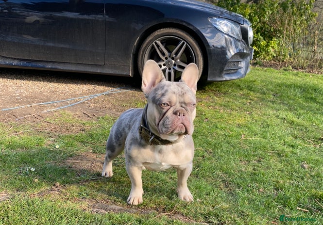 French Bulldog dogs in Battle - Advert 5