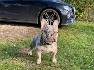 French Bulldog dogs South African Harry - Advert 1