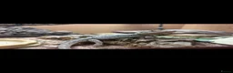 Bearded Dragon reptiles for sale: Western dwarf bearded dragons  - Advert 6