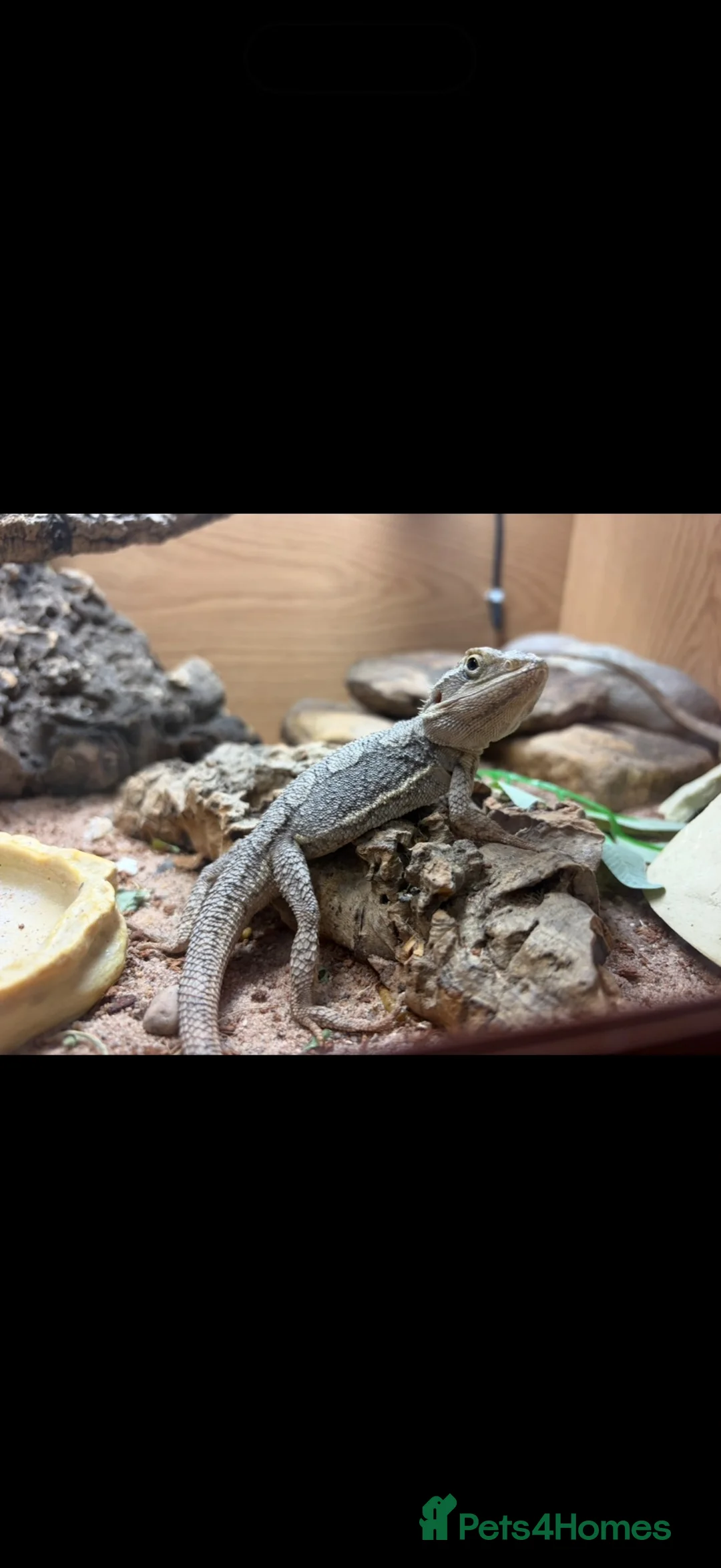 Bearded Dragon reptiles for sale: Western dwarf bearded dragons  - Advert 6